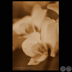 Fotografía de Gabriela Cordero Codas